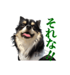 お遍路チワワ鼓太朗（個別スタンプ：11）