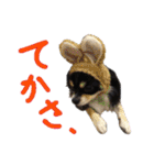お遍路チワワ鼓太朗（個別スタンプ：12）