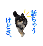 お遍路チワワ鼓太朗（個別スタンプ：13）