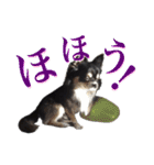 お遍路チワワ鼓太朗（個別スタンプ：14）