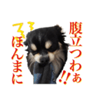 お遍路チワワ鼓太朗（個別スタンプ：16）
