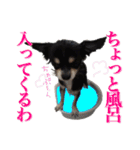 お遍路チワワ鼓太朗（個別スタンプ：17）