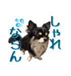 お遍路チワワ鼓太朗（個別スタンプ：19）