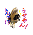お遍路チワワ鼓太朗（個別スタンプ：20）