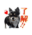 お遍路チワワ鼓太朗（個別スタンプ：21）
