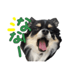 お遍路チワワ鼓太朗（個別スタンプ：22）