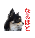 お遍路チワワ鼓太朗（個別スタンプ：24）