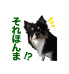 お遍路チワワ鼓太朗（個別スタンプ：25）