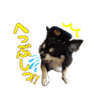 お遍路チワワ鼓太朗（個別スタンプ：26）