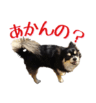 お遍路チワワ鼓太朗（個別スタンプ：27）
