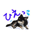 お遍路チワワ鼓太朗（個別スタンプ：28）