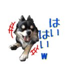 お遍路チワワ鼓太朗（個別スタンプ：29）