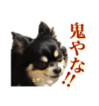 お遍路チワワ鼓太朗（個別スタンプ：30）