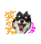 お遍路チワワ鼓太朗（個別スタンプ：31）