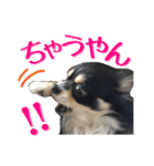 お遍路チワワ鼓太朗（個別スタンプ：33）