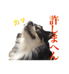 お遍路チワワ鼓太朗（個別スタンプ：35）