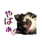 お遍路チワワ鼓太朗（個別スタンプ：36）