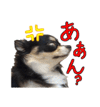 お遍路チワワ鼓太朗（個別スタンプ：37）