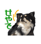 お遍路チワワ鼓太朗（個別スタンプ：39）