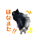 お遍路チワワ鼓太朗（個別スタンプ：40）