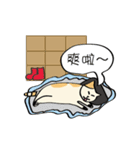 Xi Shan DuDu cat（個別スタンプ：20）