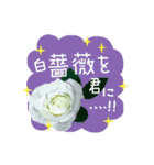 バラ・梅・桜・菜の花・たんぽぽ（写真）（個別スタンプ：5）