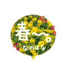 バラ・梅・桜・菜の花・たんぽぽ（写真）（個別スタンプ：20）