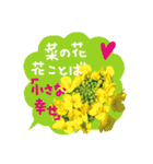 バラ・梅・桜・菜の花・たんぽぽ（写真）（個別スタンプ：23）