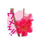 バラ・梅・桜・菜の花・たんぽぽ（写真）（個別スタンプ：27）