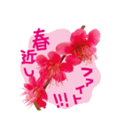 バラ・梅・桜・菜の花・たんぽぽ（写真）（個別スタンプ：28）