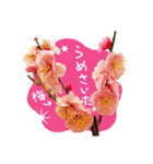 バラ・梅・桜・菜の花・たんぽぽ（写真）（個別スタンプ：29）