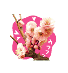 バラ・梅・桜・菜の花・たんぽぽ（写真）（個別スタンプ：30）