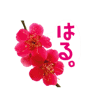 バラ・梅・桜・菜の花・たんぽぽ（写真）（個別スタンプ：32）