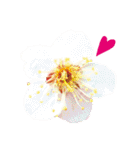バラ・梅・桜・菜の花・たんぽぽ（写真）（個別スタンプ：33）