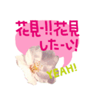 バラ・梅・桜・菜の花・たんぽぽ（写真）（個別スタンプ：36）