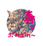 バラ・梅・桜・菜の花・たんぽぽ（写真）（個別スタンプ：39）