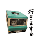 チンチラゴールドのちむちむ（個別スタンプ：1）