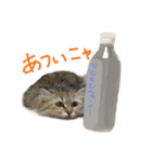 チンチラゴールドのちむちむ（個別スタンプ：3）