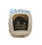 チンチラゴールドのちむちむ（個別スタンプ：5）