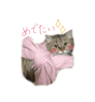 チンチラゴールドのちむちむ（個別スタンプ：9）
