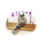 チンチラゴールドのちむちむ（個別スタンプ：11）