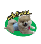 Pecky ＆ Teenoi（個別スタンプ：13）