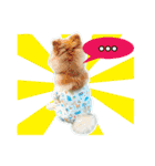 Pecky ＆ Teenoi（個別スタンプ：18）