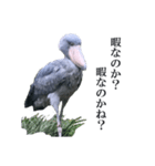 はしびー（個別スタンプ：1）