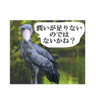 はしびー（個別スタンプ：8）