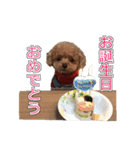 トイプードル ティル 写真ver.4（個別スタンプ：1）