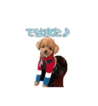 トイプードル ティル 写真ver.4（個別スタンプ：2）