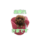 トイプードル ティル 写真ver.4（個別スタンプ：3）