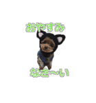 トイプードル ティル 写真ver.4（個別スタンプ：4）