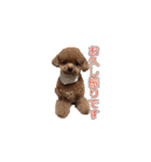 トイプードル ティル 写真ver.4（個別スタンプ：5）